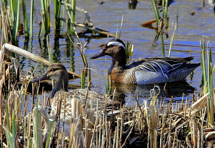 Garganey