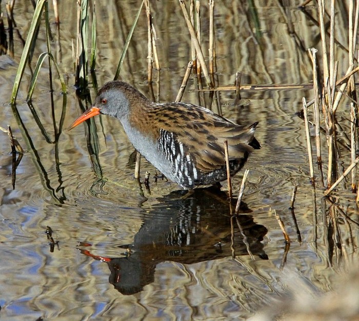 Water Rail