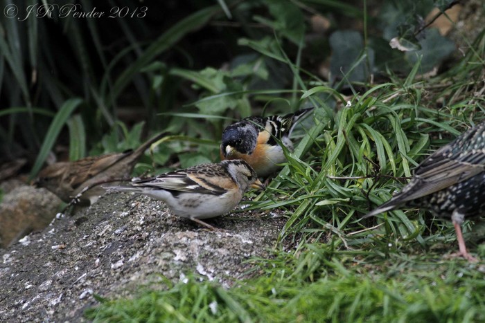Brambling