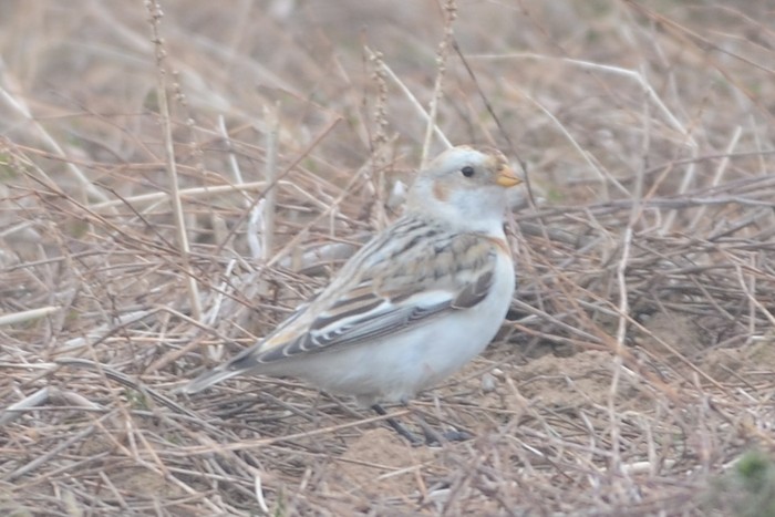 Snow Bunting