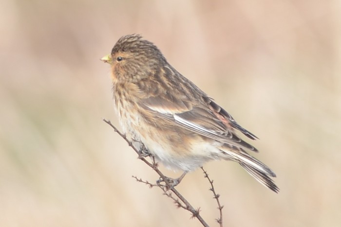 Twite