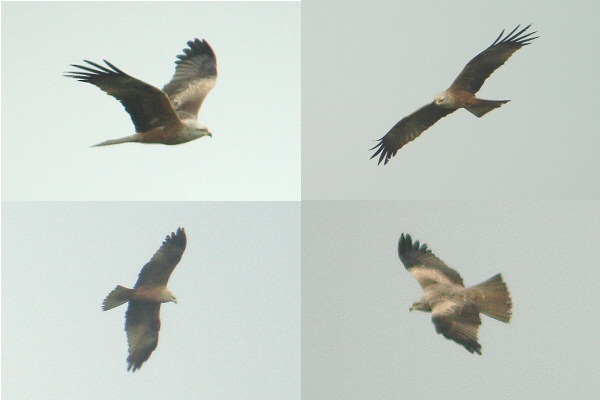 Black Kite
