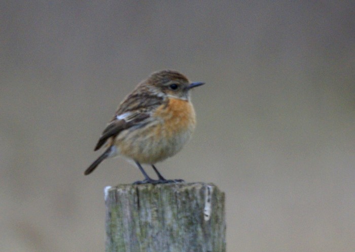 Stonechat