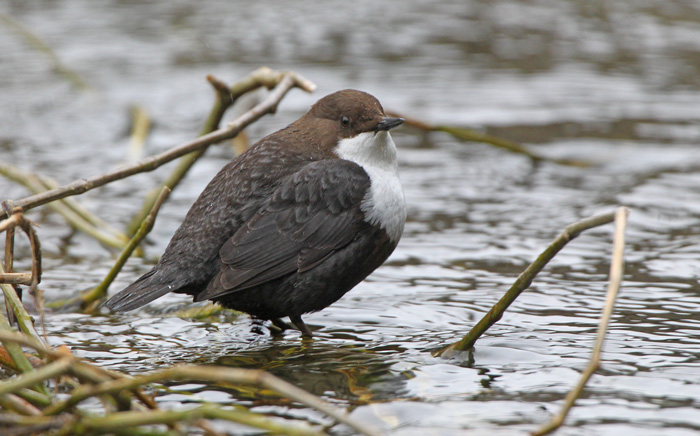 Black-bellied Dipper