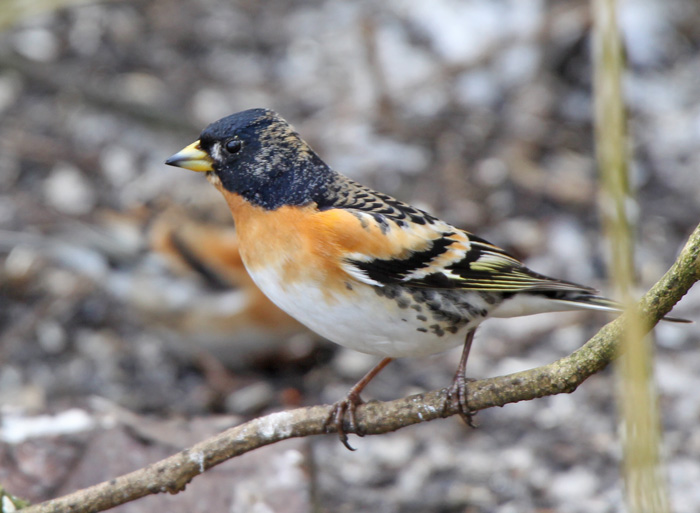 Brambling