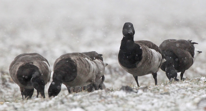 Pale-bellied Brent Goose