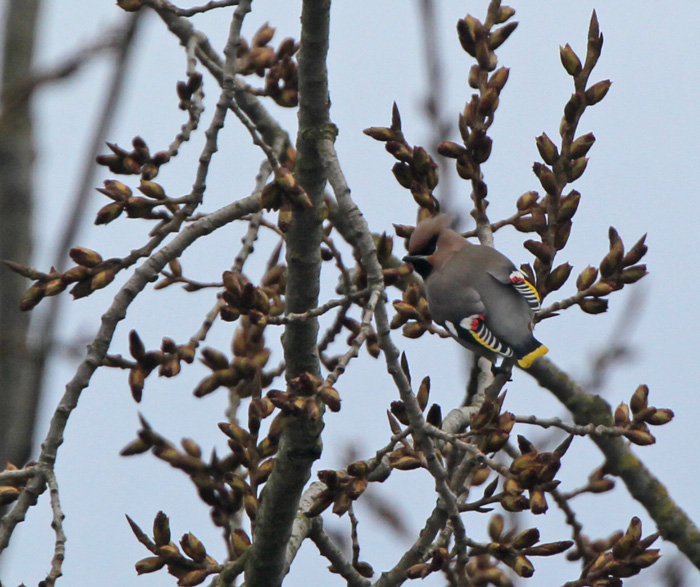 Waxwing