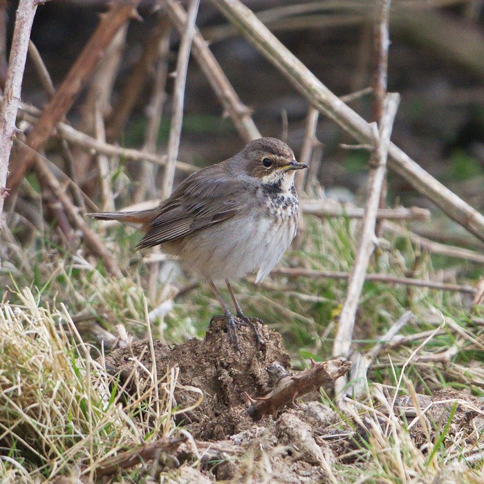 White-spotted Bluethroat