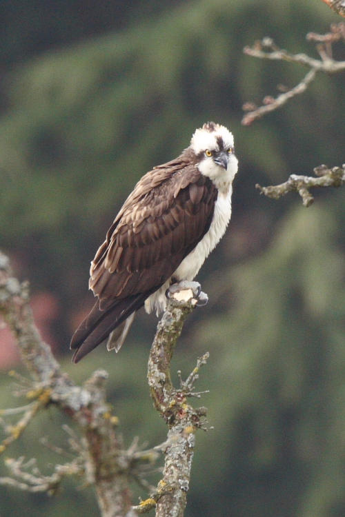 Osprey