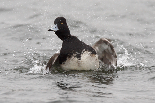 Lesser Scaup