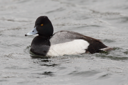 Lesser Scaup