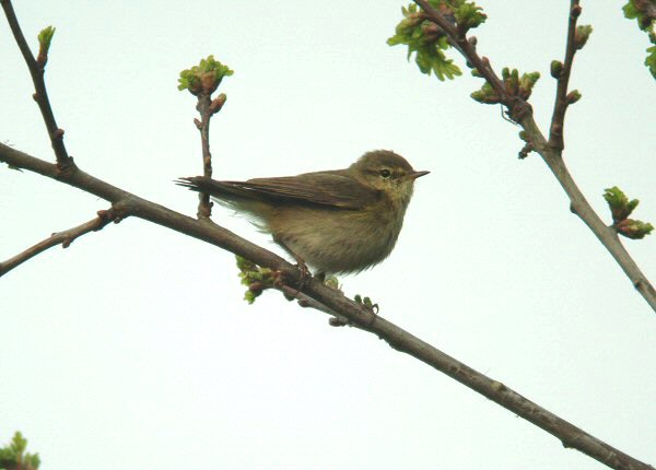 Iberian Chiffchaff