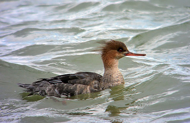 Red-breasted Merganser