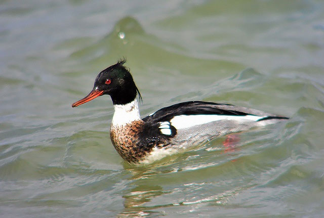 Red-breasted Merganser