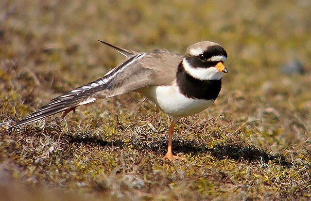 Ringed Plover