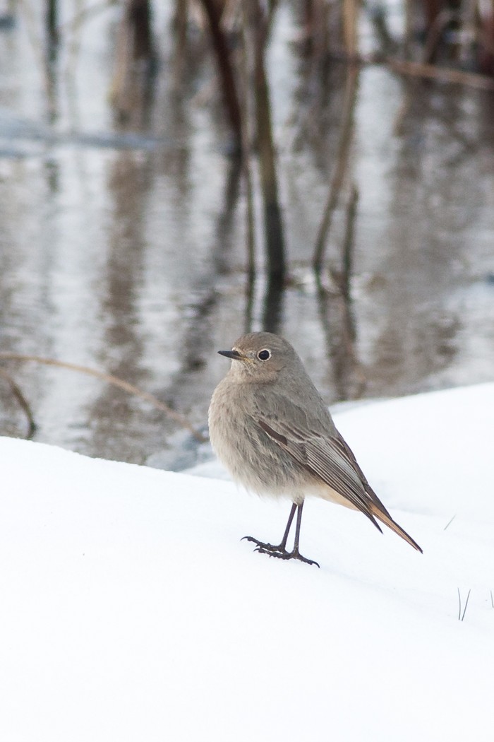 Black redstart 