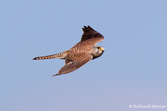 Kestrel