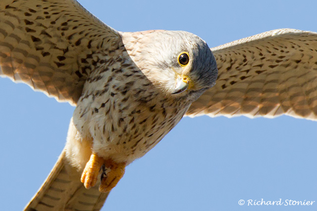 Kestrel