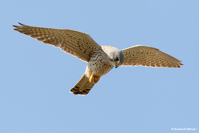 Kestrel
