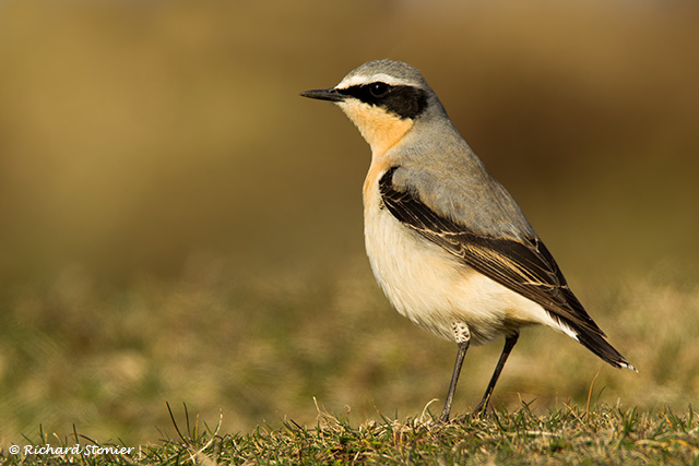 Wheatear