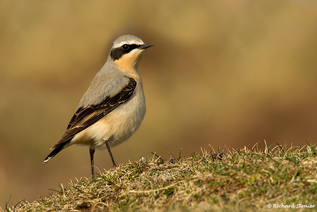 Wheatear