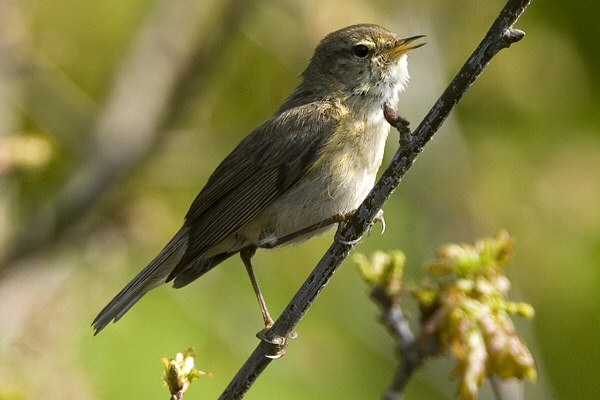 Iberian Chiffchaff
