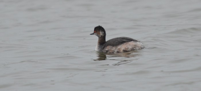 Black-necked Grebe