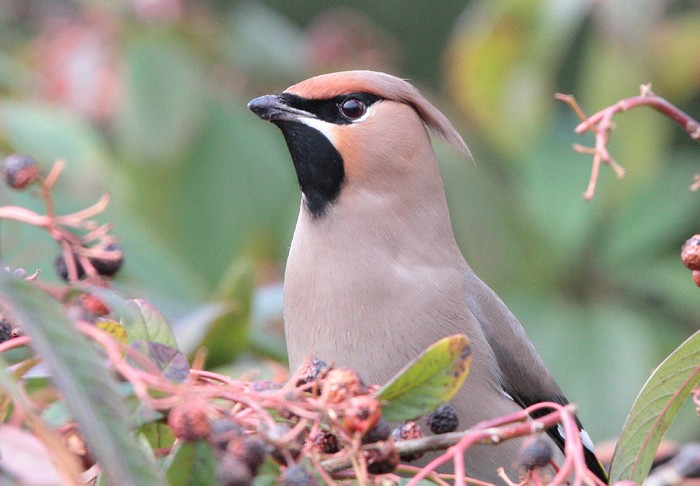 Waxwing