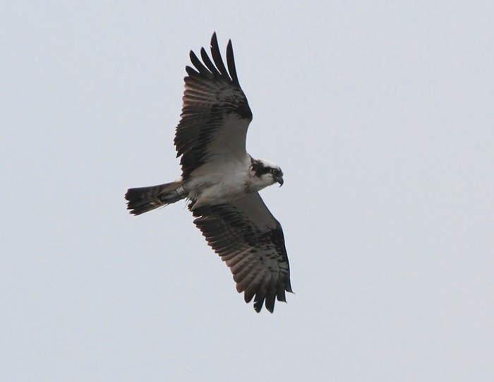 Osprey