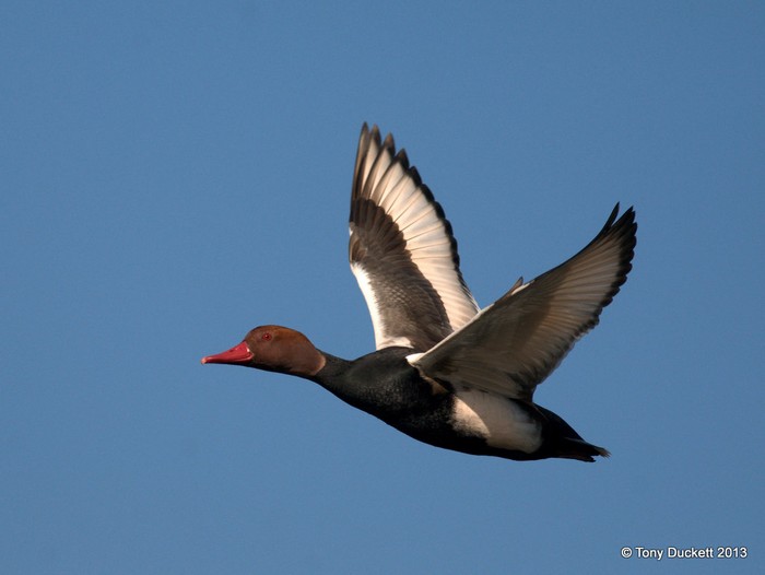 Red-crested Pochard