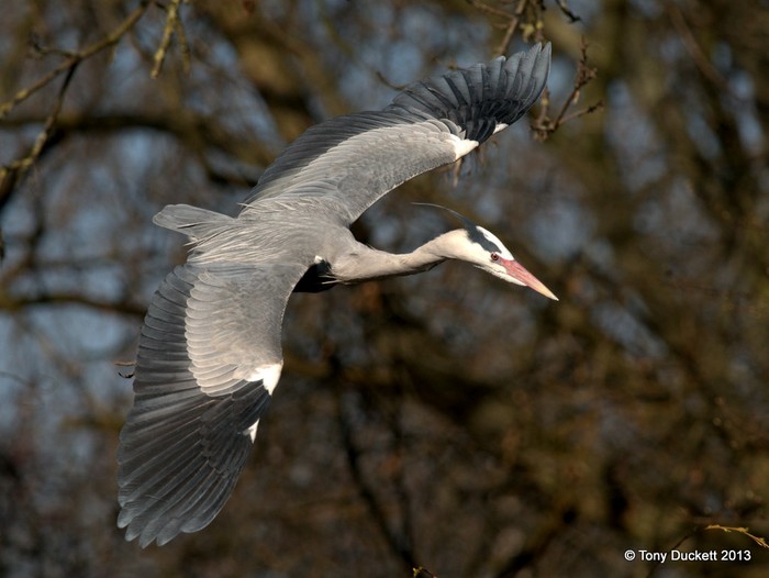 Grey Heron