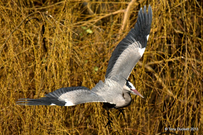 Grey Heron