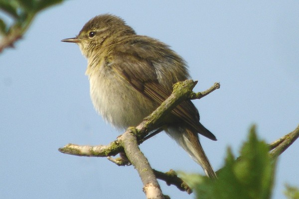 Iberian Chiffchaff
