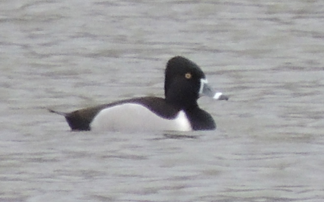 Ring-necked Duck