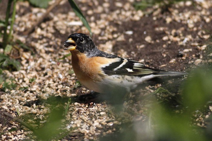 Brambling