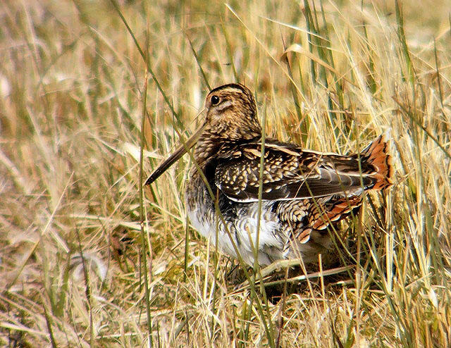 Snipe