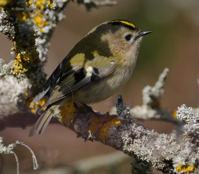 Goldcrest
