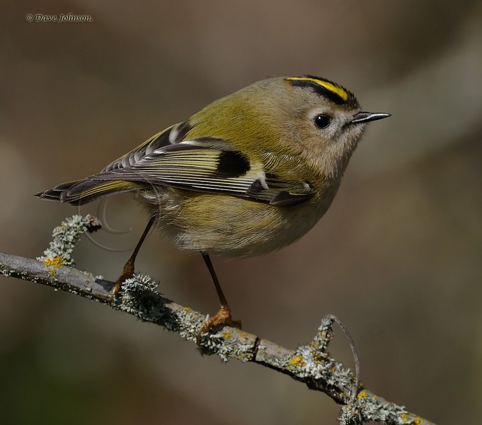 Goldcrest