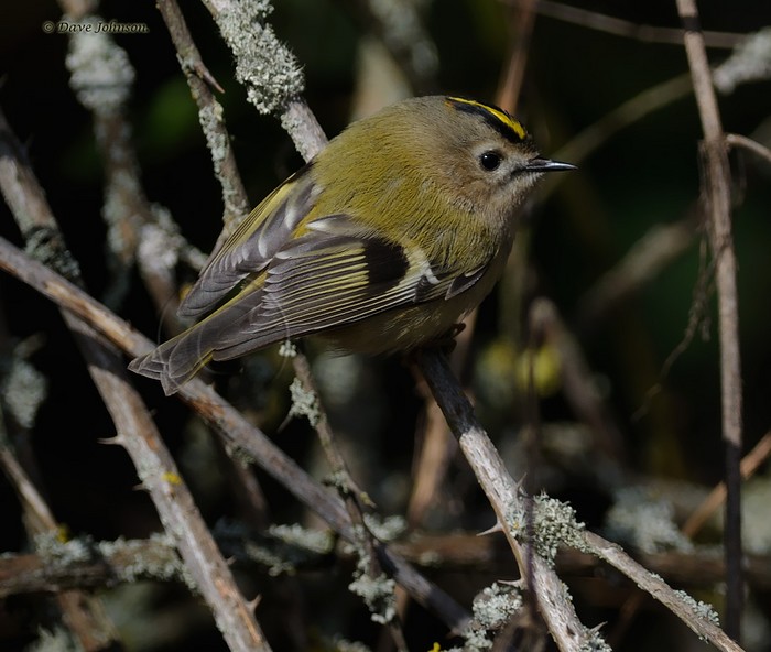 Goldcrest