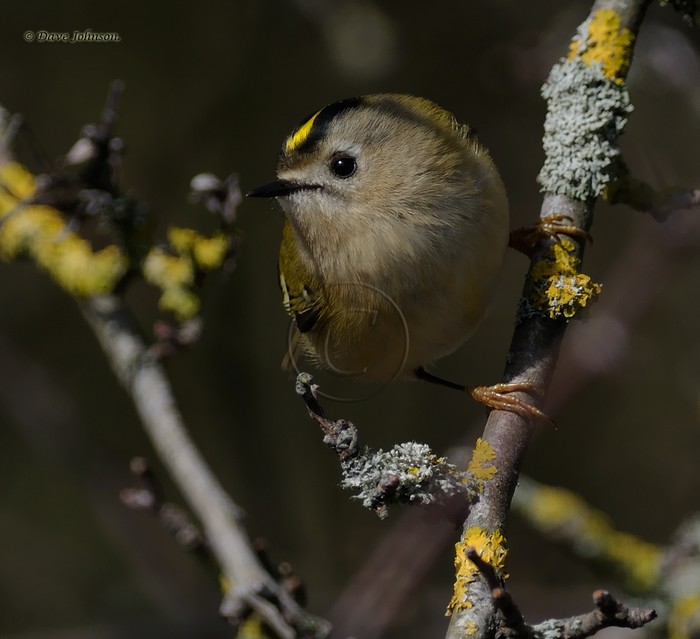 Goldcrest