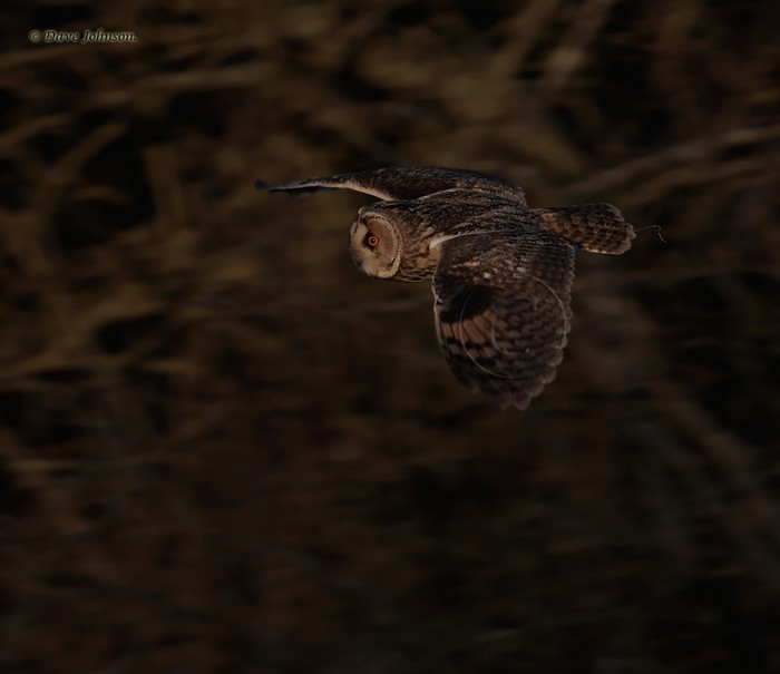 Long-eared Owl