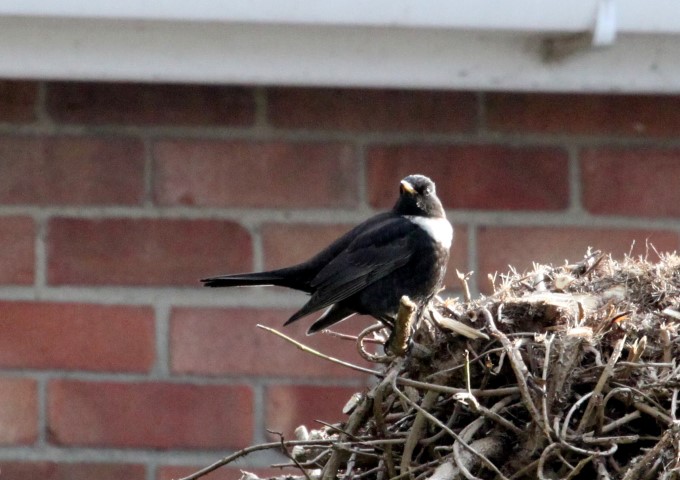 Ring Ouzel
