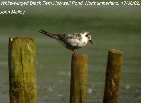 White-winged Black Tern