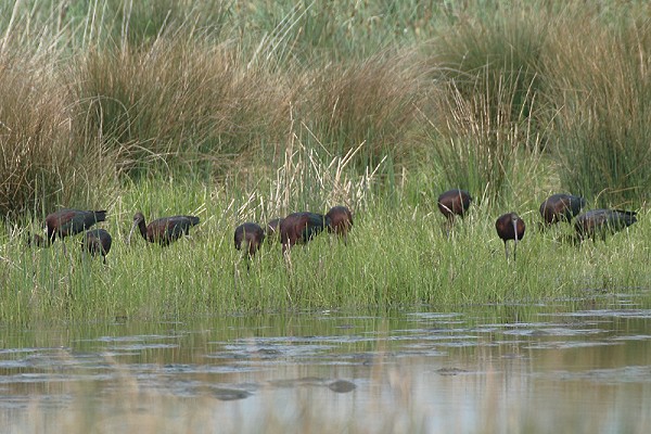 Glossy Ibis