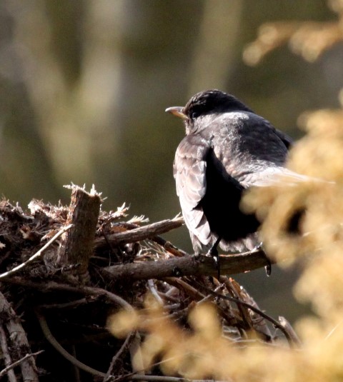 Ring Ouzel