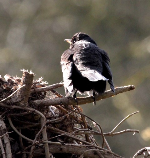 Ring Ouzel