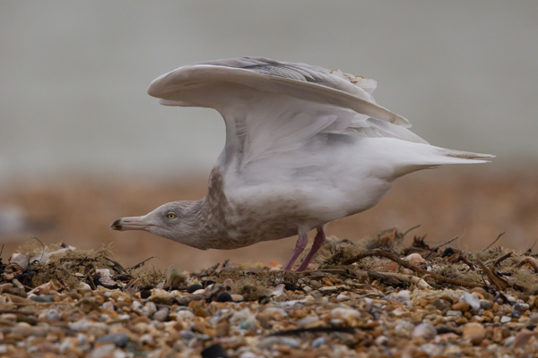Glaucous Gull