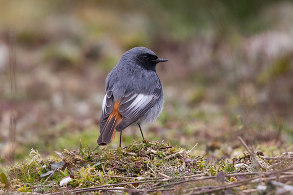 Black Redstart