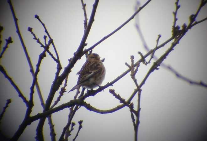 Twite
