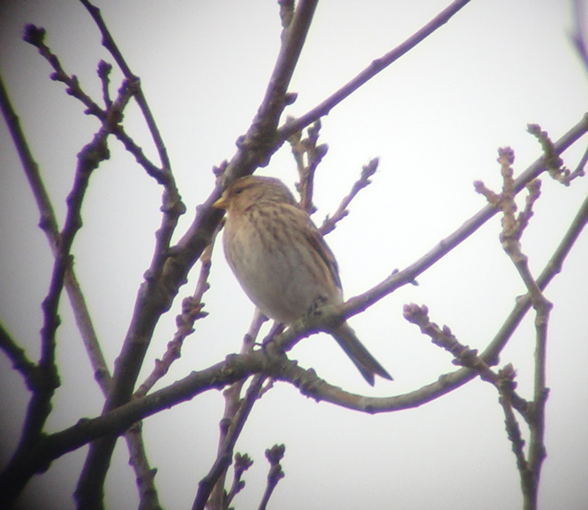 Twite